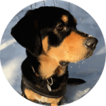 Hundeschule Einzelstunde Bewertung