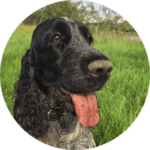 Maggie Anti-Jagd Training Bremen