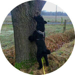 Beschäftigungs Kurs Hundeschule Ritterhude
