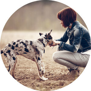 Grundkurs Hundeschule Bremen