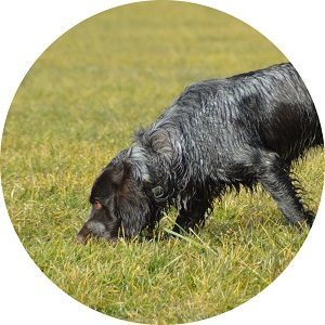 Auslastung für Jagdhunde Bremen