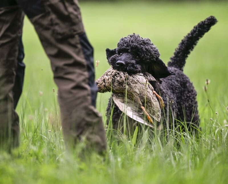 Hund apportiert eine Ente, Jagdhund