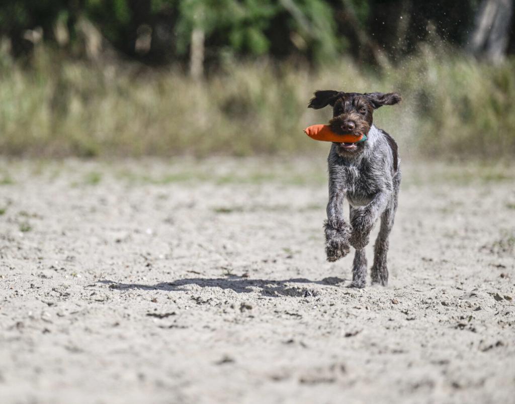 Harko apportiert ein Dummy, fünf Monate alt