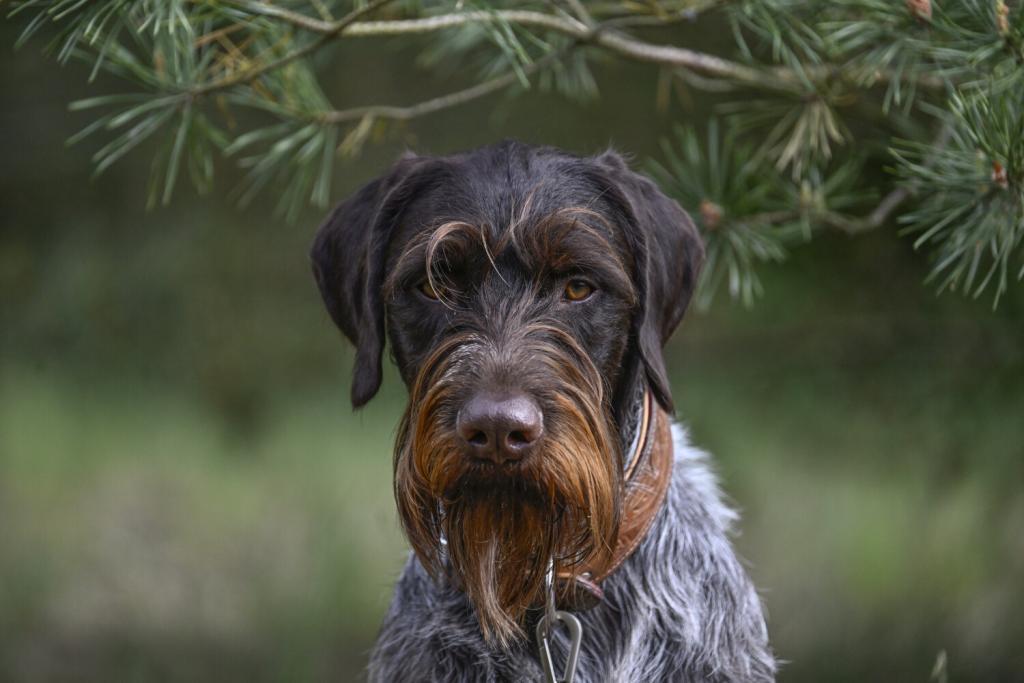Harko 1,5 Jahre alt