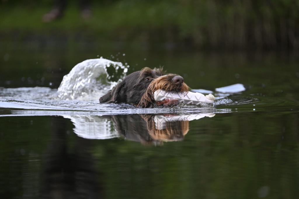 Harko schwimmt mit Dummy