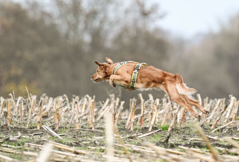 jagdverhalten-hund-trainingsurlaub